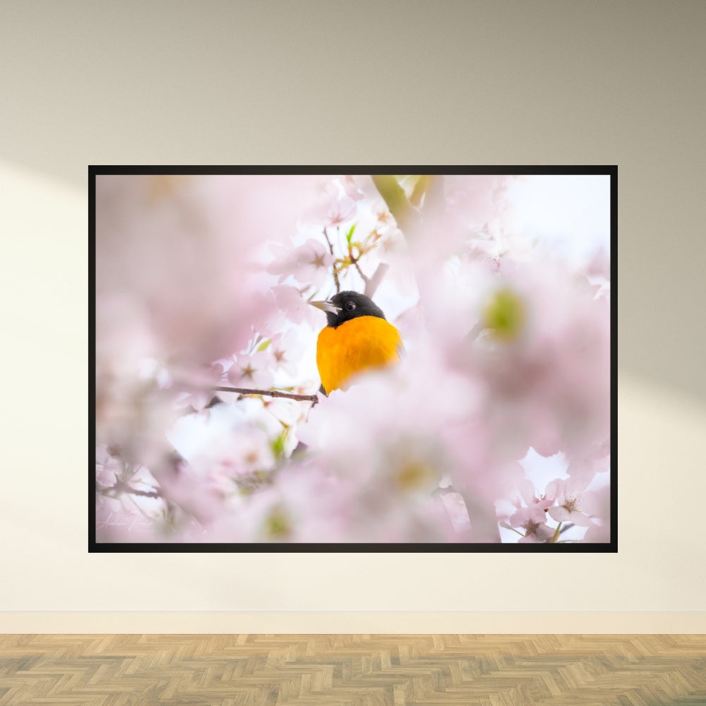 Baltimore Oriole and Cherry Blossom – Fine Art Wildlife Photography Print
